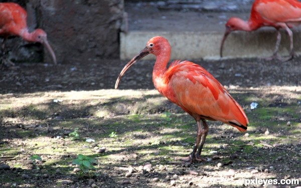 Red ibis